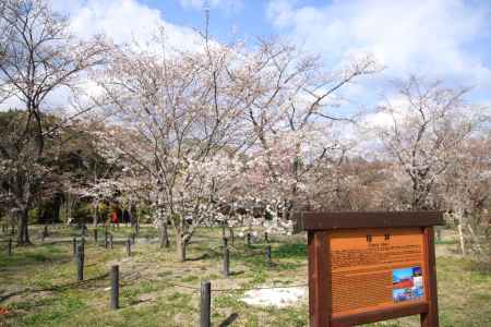 京都府立植物園の桜林