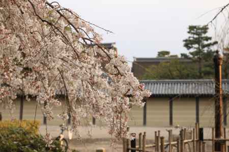 京都御苑に咲く桜