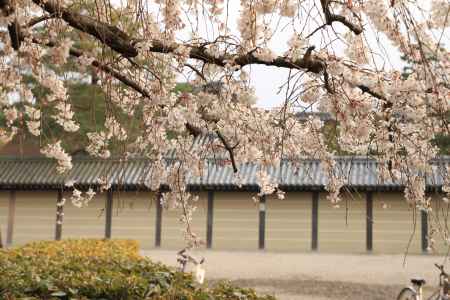 京都御苑に咲く桜2