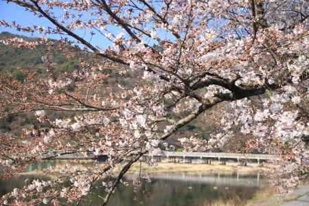 桂川と桜