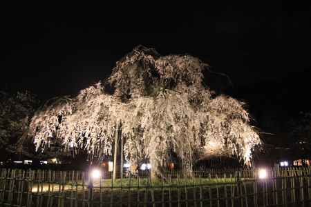 嵐山 夜桜