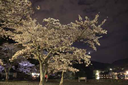 嵐山の光と夜の桜