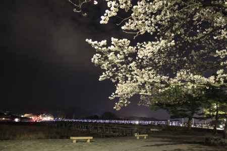 渡月橋の明かりと桜