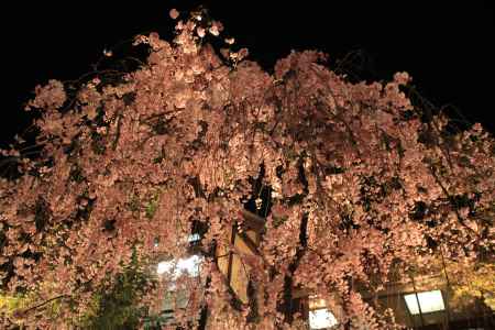 祇園の枝垂れ桜