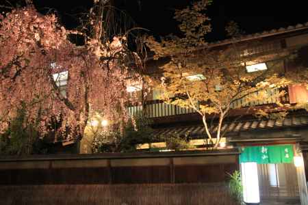 祇園のお店と桜