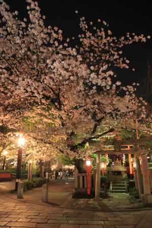 辰巳大明神の夜桜