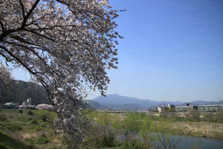 桂川沿いの桜