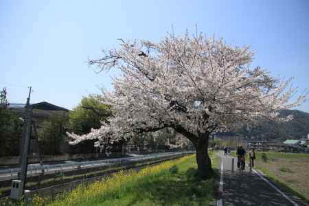 松尾の遊歩道沿いの桜
