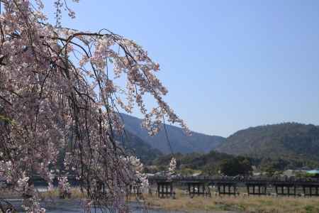 枝垂桜と渡月橋