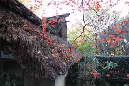 藁葺き屋根と紅葉