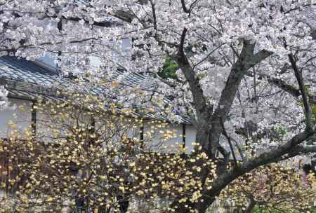 哲学の道の桜と三椏