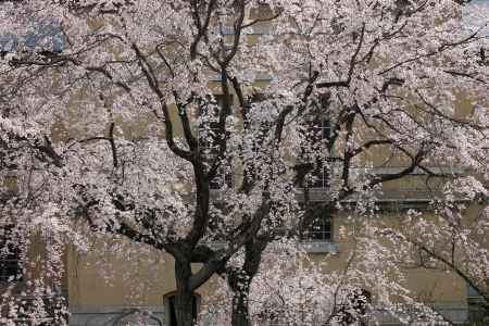 桜色に染まる京都府庁３