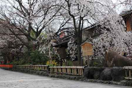 桜が彩る祇園・白川２