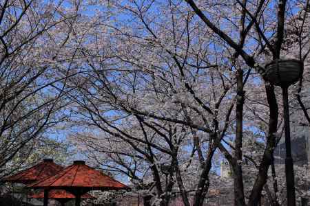 桜が彩る祇園・白川７