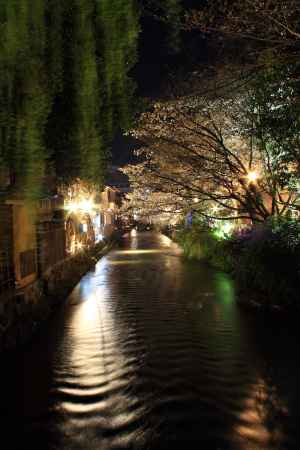 桜が彩る祇園・白川１０