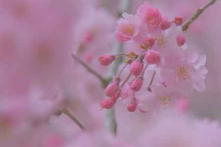 pink・sakura