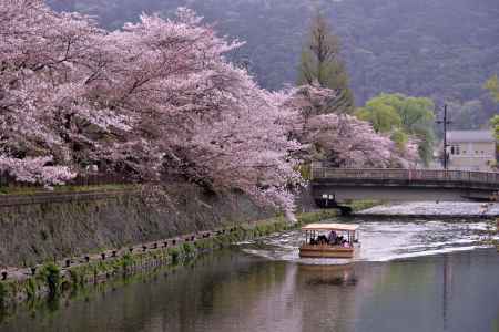 舟で桜見物