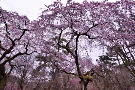 近衛邸跡・糸桜（２０１７-２）