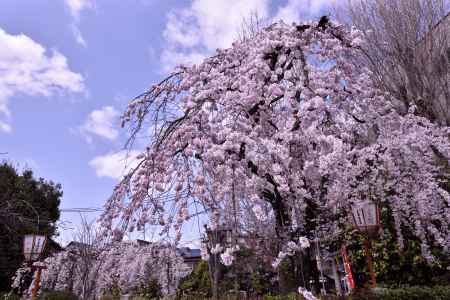 長建寺の糸桜（２０１７-1）