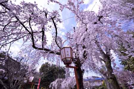 長建寺の糸桜（２０１７-３）