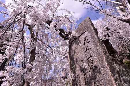 長建寺の糸桜（２０１７-４）