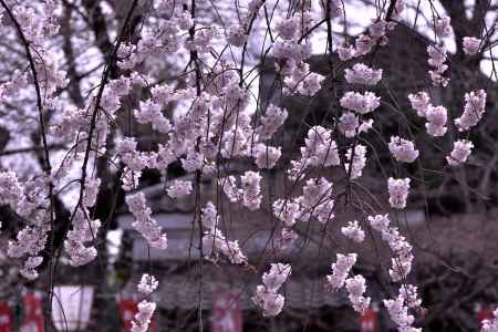 長建寺の糸桜（２０１７-５）