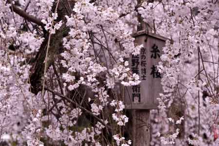長建寺の糸桜（２０１７-６）