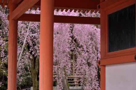 平安神宮神苑の桜（１）