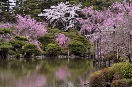 平安神宮神苑の桜（３）