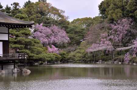 平安神宮神苑の桜（４）