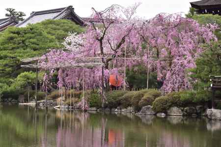 平安神宮神苑の桜（７）