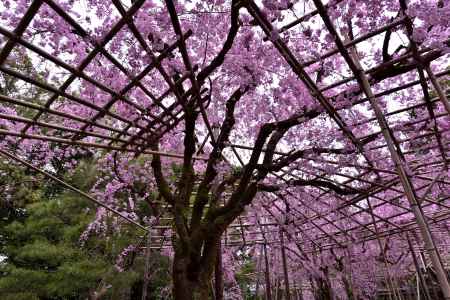 平安神宮神苑の桜（８）