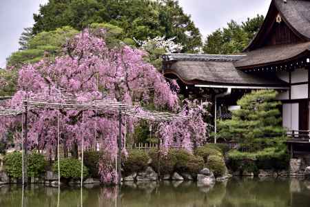 平安神宮神苑の桜（９）