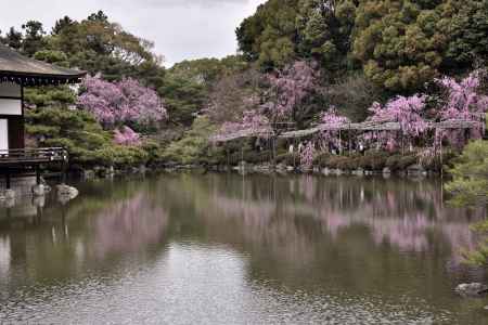 平安神宮神苑の桜（１１）