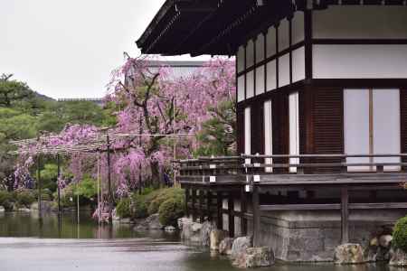 平安神宮神苑の桜（１２）