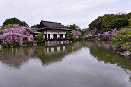 平安神宮神苑の桜（１３）