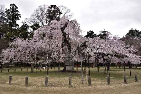 上賀茂神社の御所桜（１）