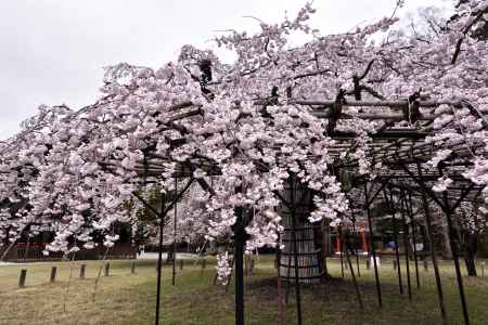 上賀茂神社の御所桜（２）