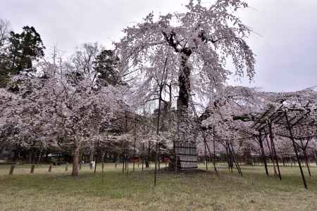 上賀茂神社の御所桜（３）