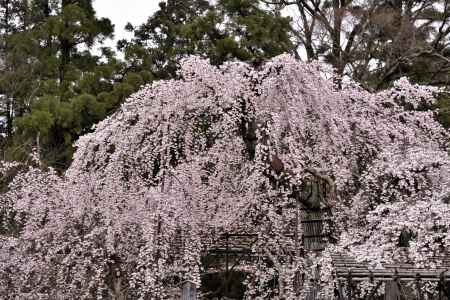 上賀茂神社の御所桜（４）