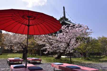 清凉寺の桜