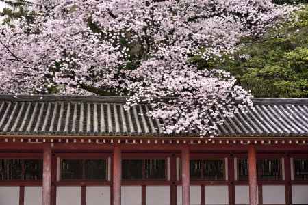 石清水八幡宮の桜（１）