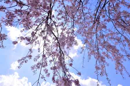 半木の道の枝垂れ桜（６）