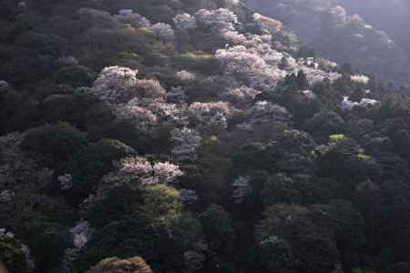 嵐山・山桜（１）