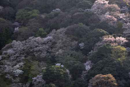 嵐山・山桜（３）
