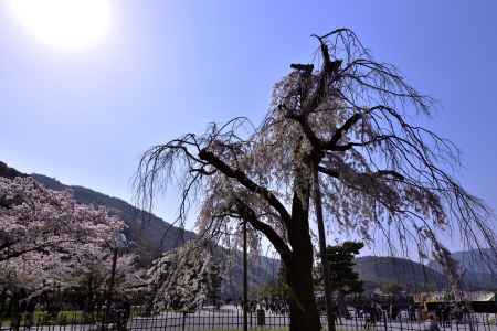 嵐山・桜（４）
