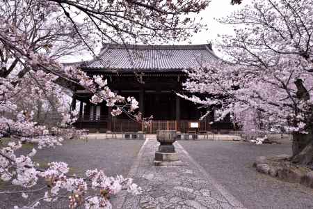 立本寺の桜（１）