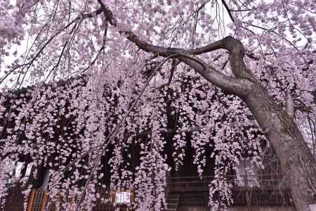立本寺の桜（４）