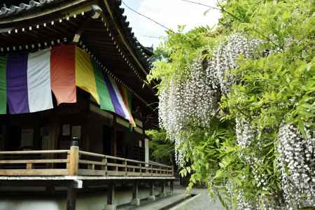 今熊野観音寺の藤（５）
