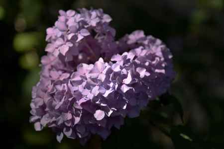 智積院の紫陽花（６）